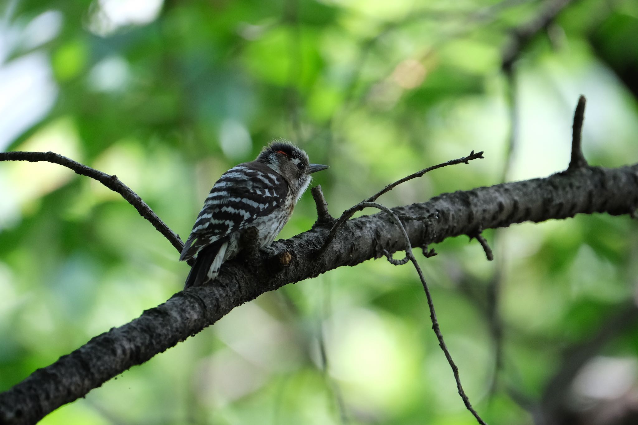 Photo of Willow Tit at 源兵衛川 by ポン介