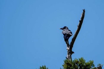 Large-billed Crow 雨引観音 Tue, 5/2/2023