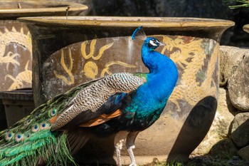 Indian Peafowl 雨引観音 Tue, 5/2/2023