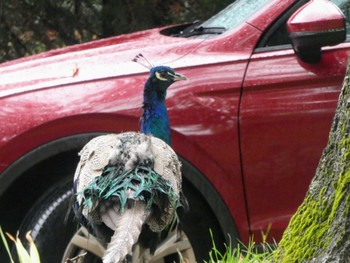 Indian Peafowl Canberra, ACT, Australia Sun, 4/16/2023