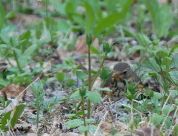 Japanese Thrush 塩嶺御野立公園 Wed, 5/3/2023