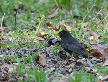 Japanese Thrush 塩嶺御野立公園 Wed, 5/3/2023