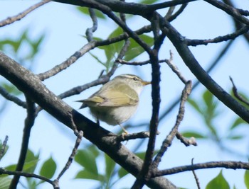 Eastern Crowned Warbler 塩嶺御野立公園 Wed, 5/3/2023