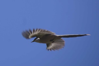 Azure-winged Magpie 筑波大学 Wed, 5/3/2023