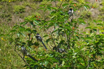 Azure-winged Magpie 筑波大学 Wed, 5/3/2023