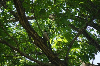 Azure-winged Magpie 筑波大学 Wed, 5/3/2023