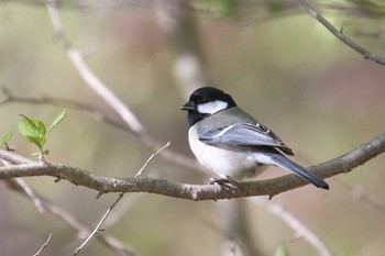 シジュウカラ 伊香保森林公園 2023年5月2日(火)