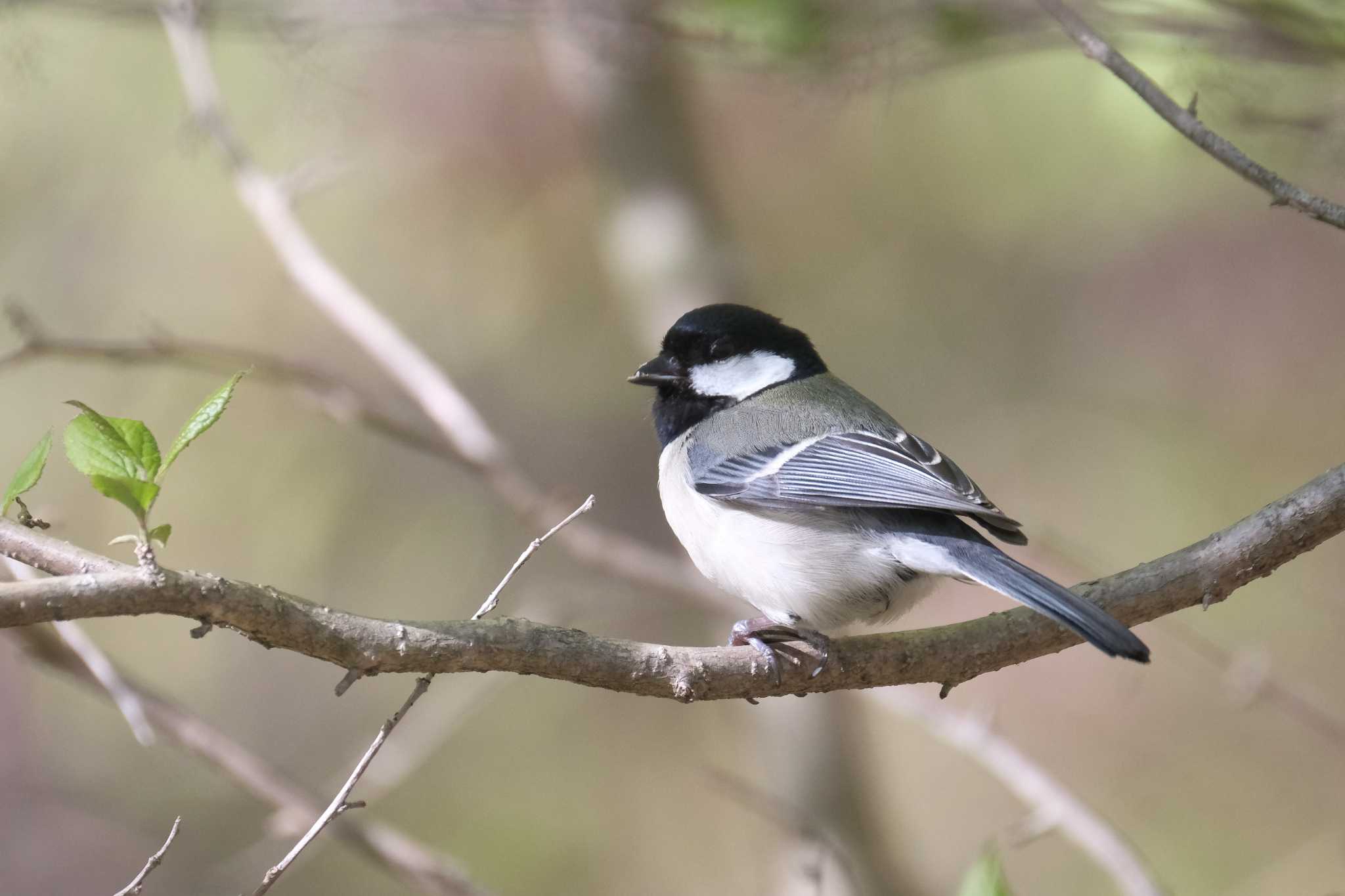 Japanese Tit