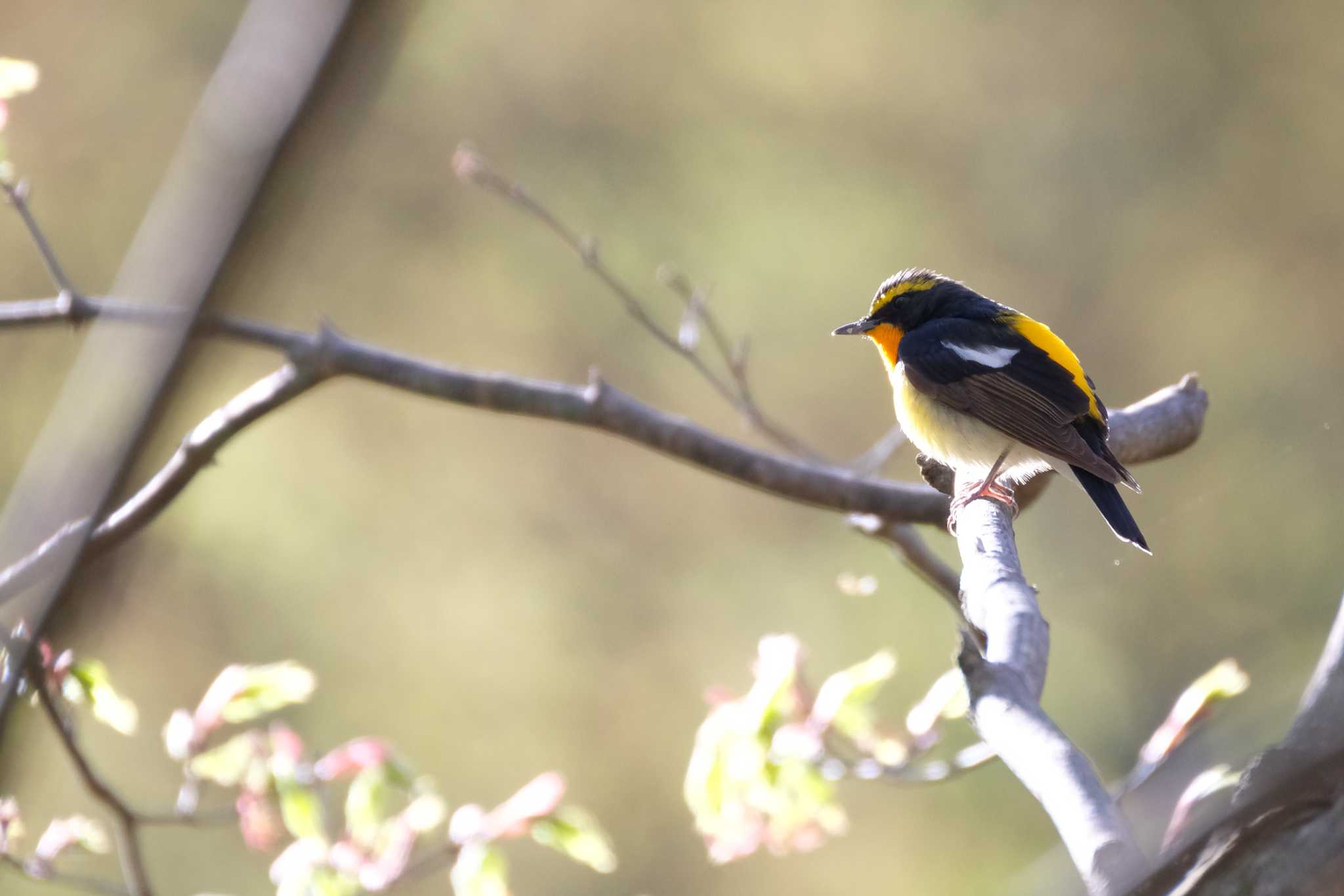 Narcissus Flycatcher