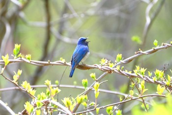 Blue-and-white Flycatcher 伊香保森林公園 Tue, 5/2/2023