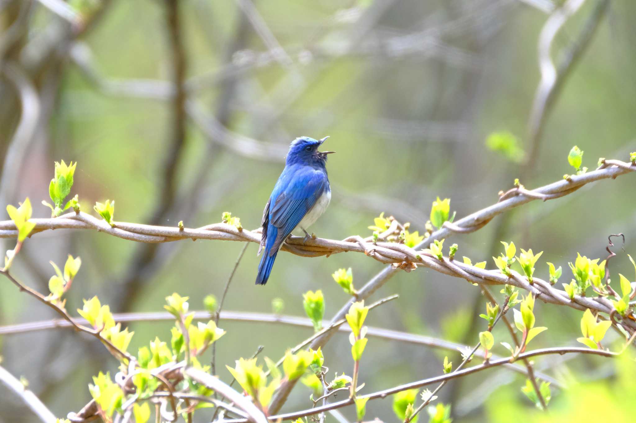 Blue-and-white Flycatcher