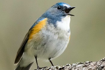 Red-flanked Bluetail 安曇野市 Unknown Date