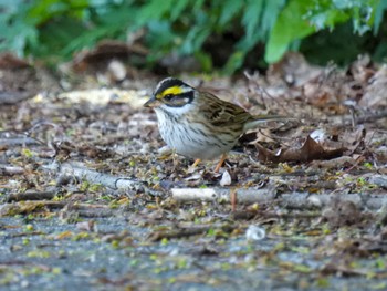 Yellow-browed Bunting Awashima Island Tue, 5/2/2023