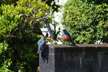 イソヒヨドリ 中郷温水池(三島市) 2023年5月2日(火)