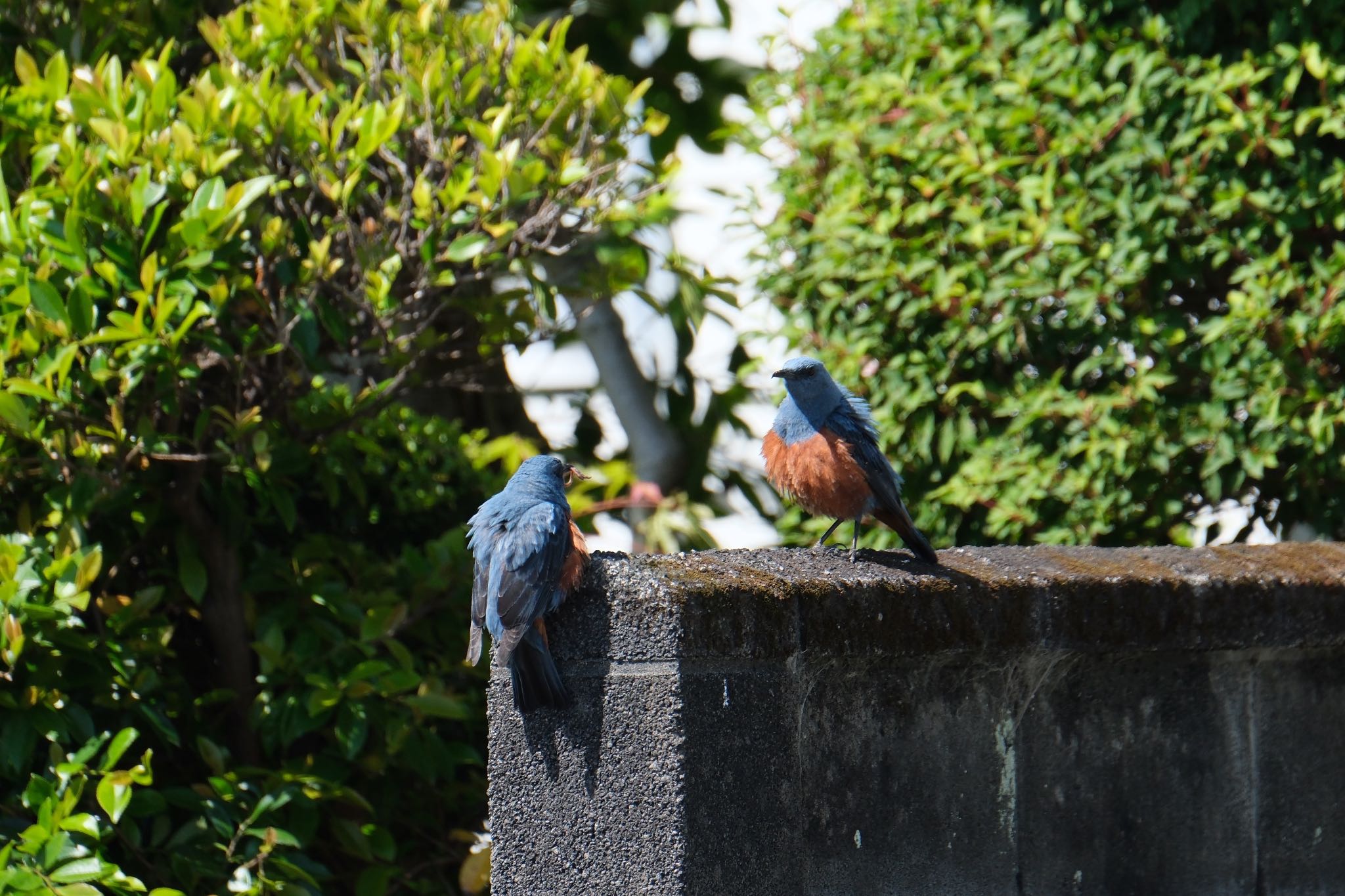 Blue Rock Thrush