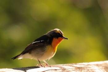 Tue, 5/2/2023 Birding report at Saitama Prefecture Forest Park