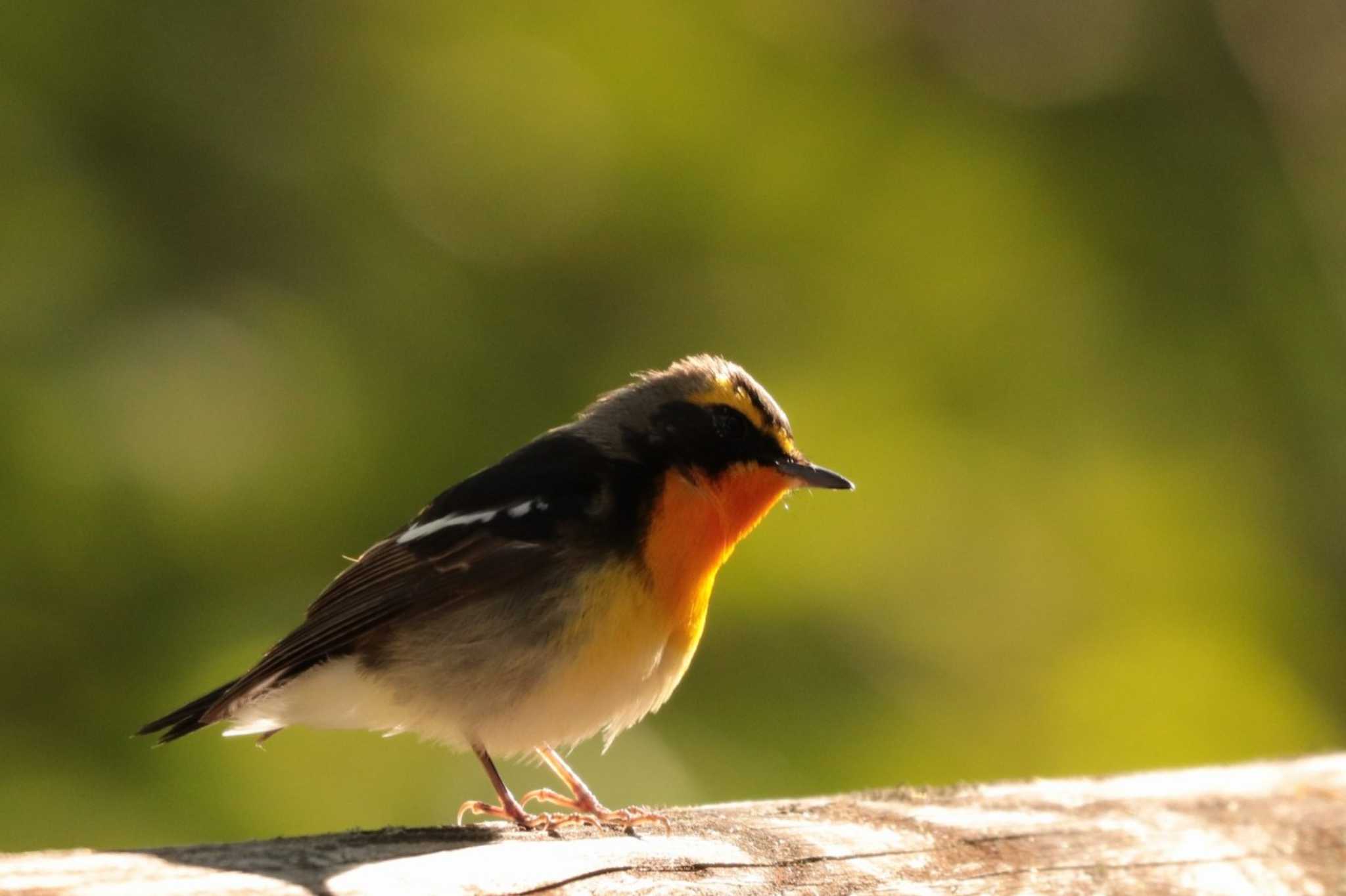 Narcissus Flycatcher