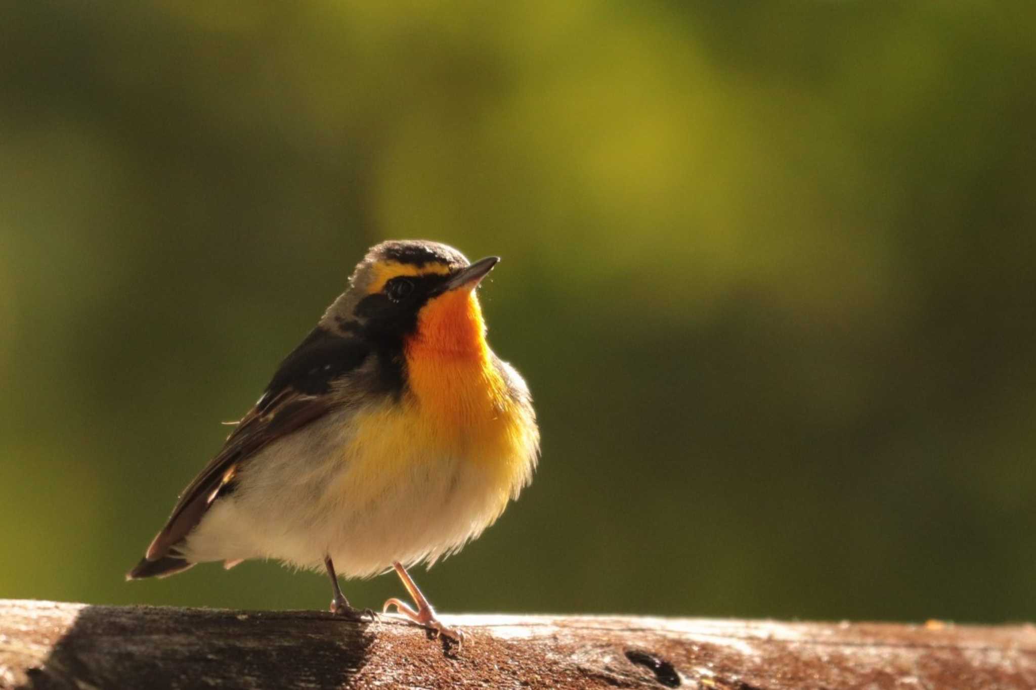 Narcissus Flycatcher