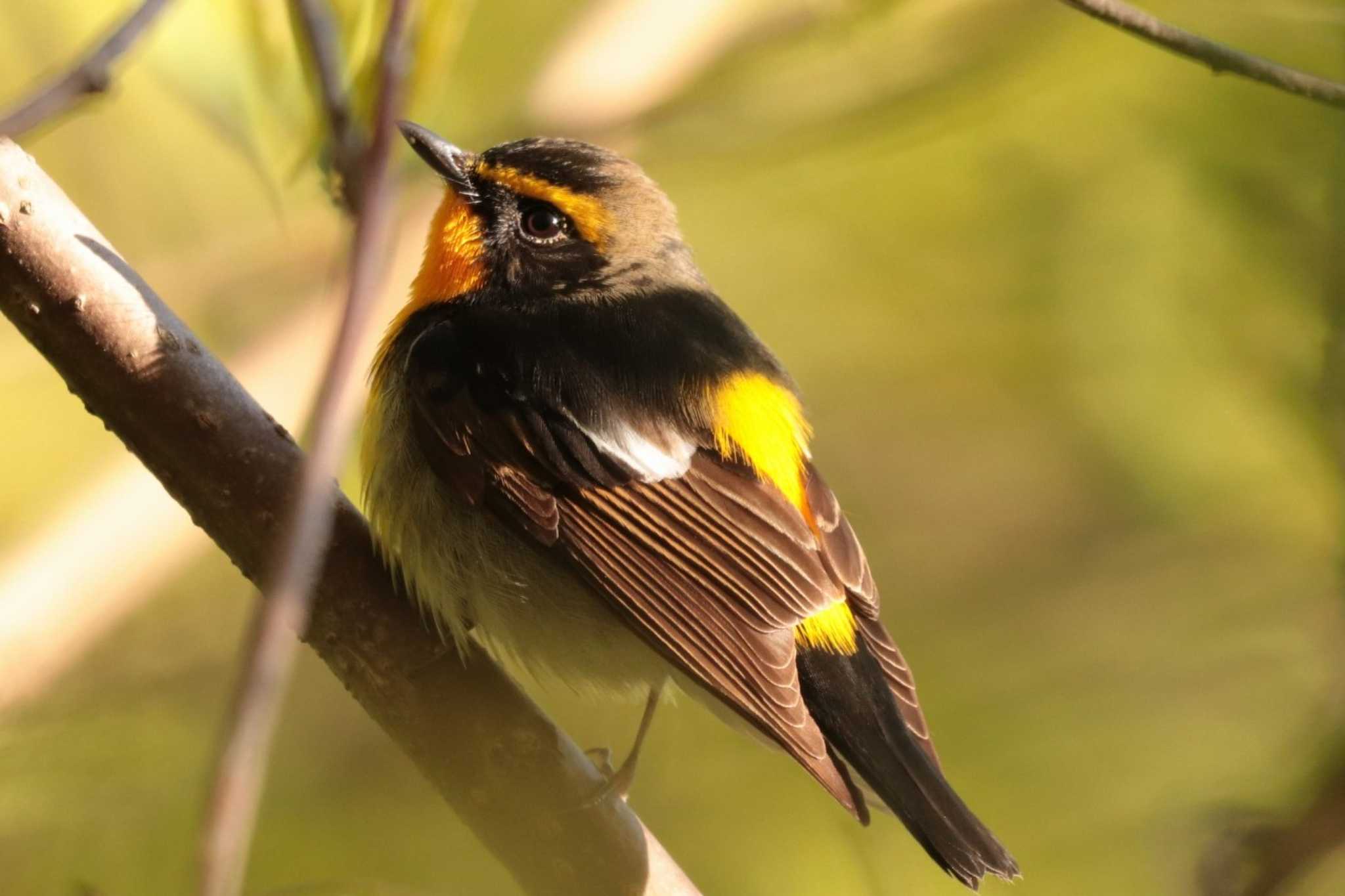 Narcissus Flycatcher