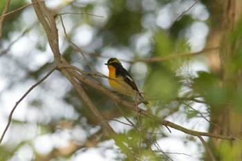 Narcissus Flycatcher みなくち子どもの森 Wed, 5/3/2023