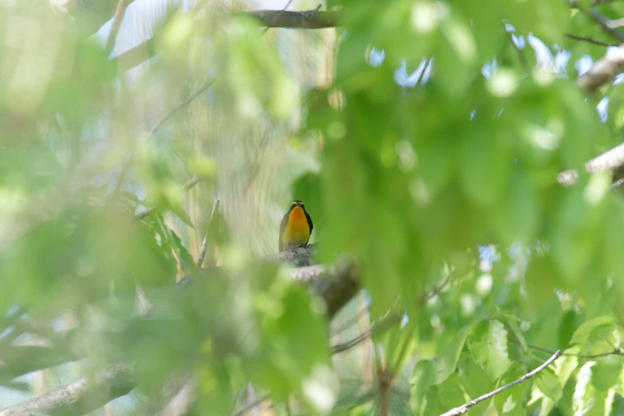 みなくち子どもの森 キビタキの写真 by masatsubo