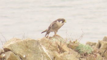 Peregrine Falcon 室蘭 Wed, 5/3/2023