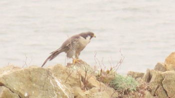 Peregrine Falcon 室蘭 Wed, 5/3/2023