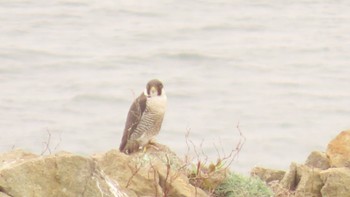 Peregrine Falcon 室蘭 Wed, 5/3/2023