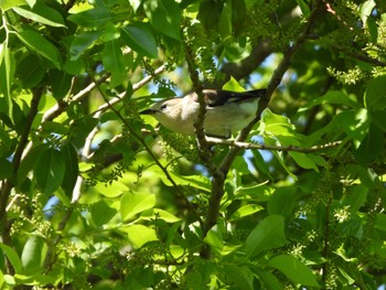 Chestnut-cheeked Starling 群馬県 Wed, 5/3/2023