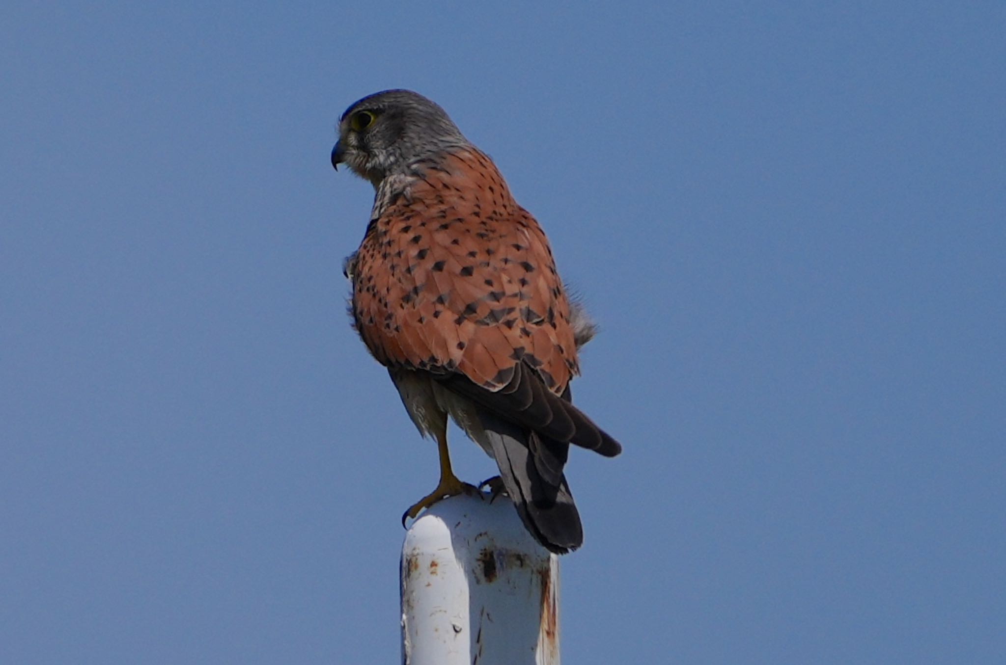 Photo of Common Kestrel at 淀川河川公園 by アルキュオン