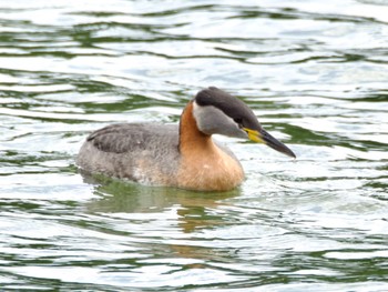 Mon, 5/1/2023 Birding report at 砂沼