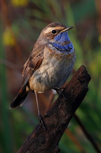 Bluethroat Unknown Spots Wed, 4/19/2023