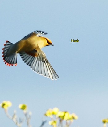 Japanese Waxwing Unknown Spots Unknown Date