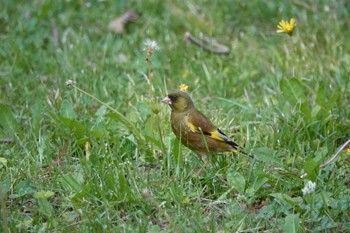 Grey-capped Greenfinch 愛知県 Wed, 5/3/2023