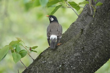 White-cheeked Starling 愛知県 Sun, 4/16/2023