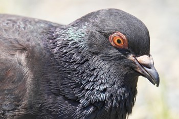 カワラバト 旧芝離宮恩賜庭園 2023年5月1日(月)