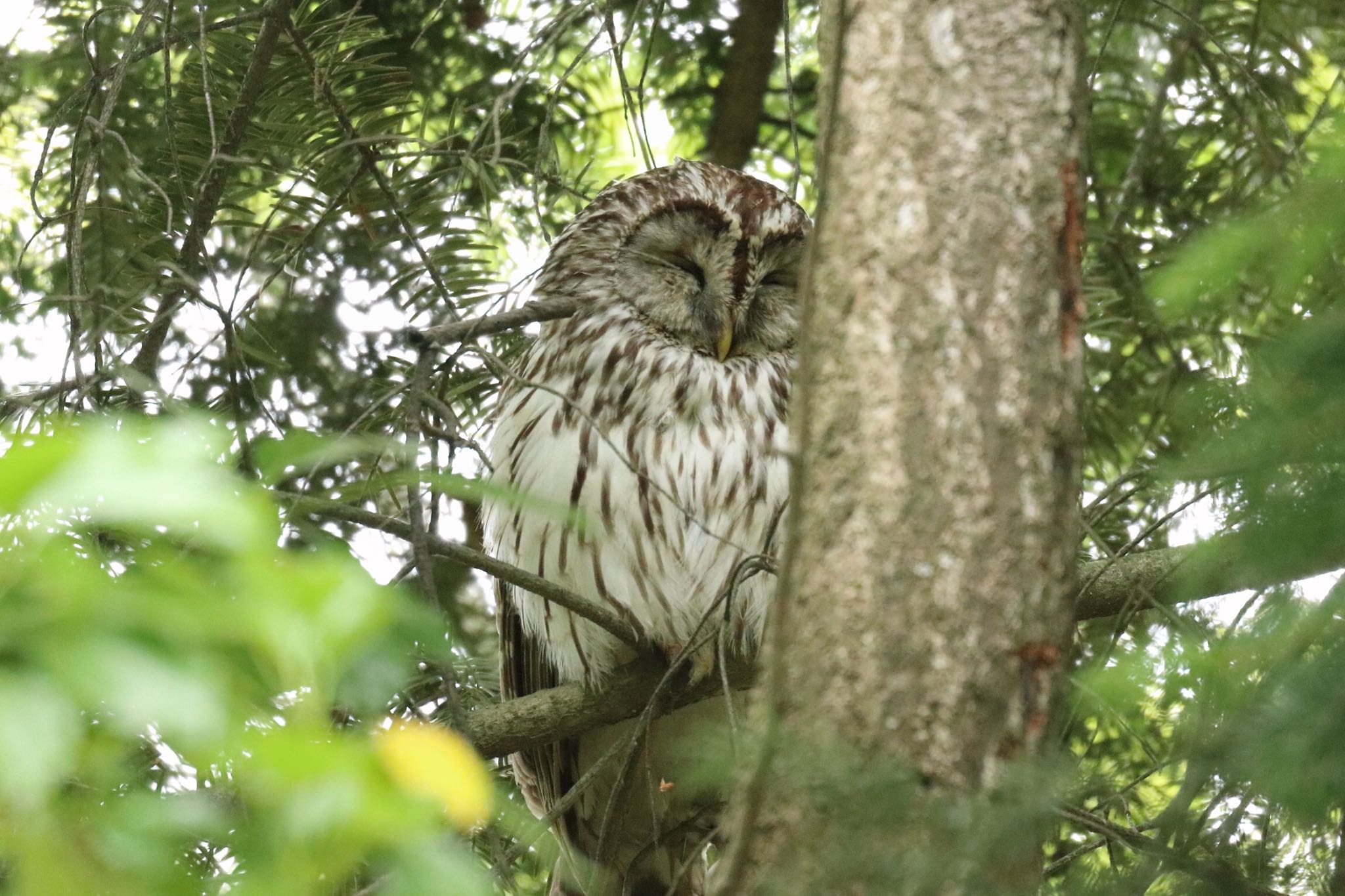  フクロウの写真 by yuc_anon