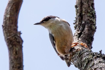 Eurasian Nuthatch 福岡県添田町 Tue, 5/2/2023