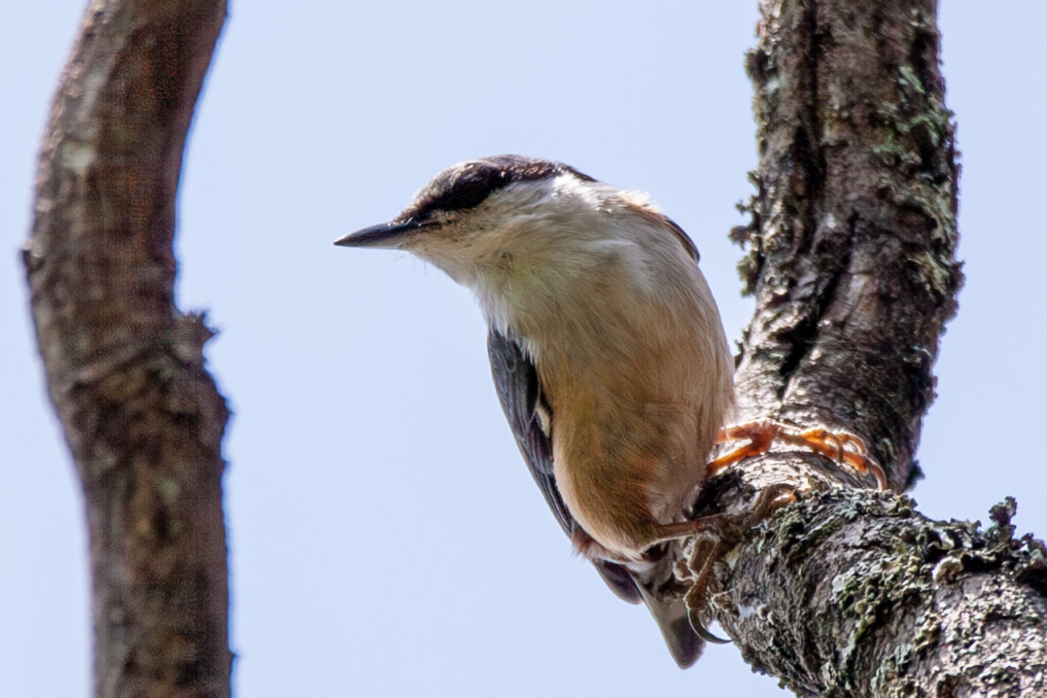 Photo of Eurasian Nuthatch at 福岡県添田町 by そいぎんた