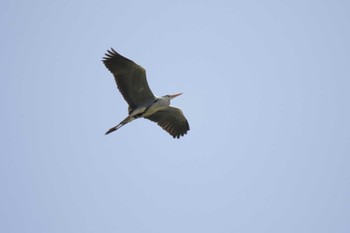 Grey Heron 津之江公園 Wed, 5/3/2023