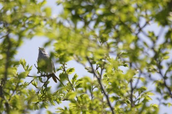 Japanese Bush Warbler 津之江公園 Wed, 5/3/2023