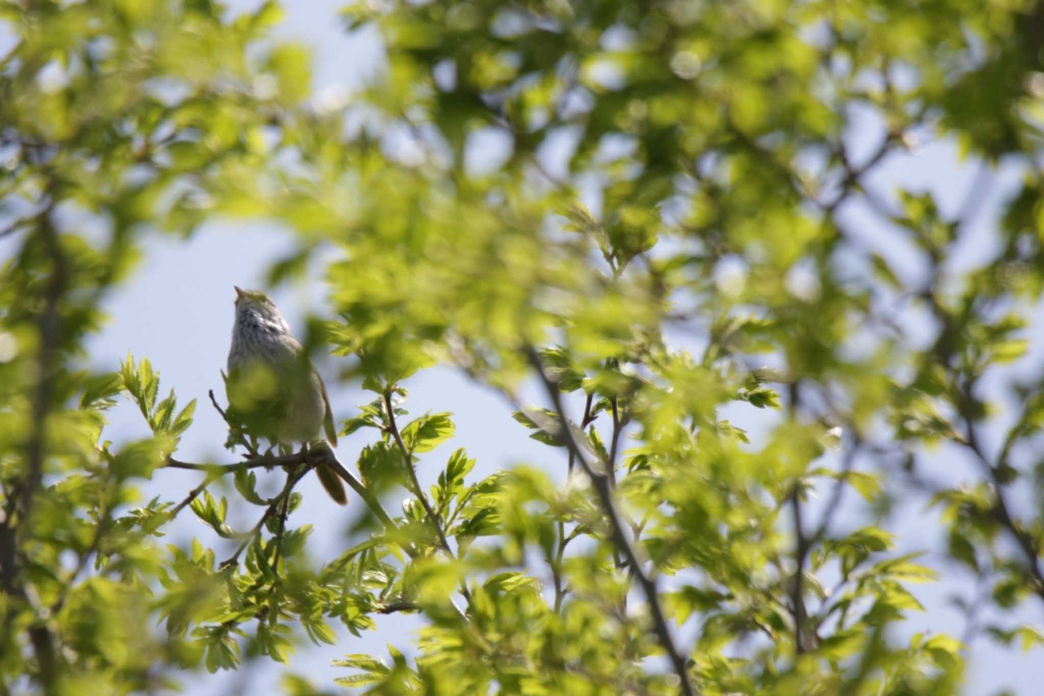 Japanese Bush Warbler