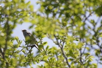 Japanese Bush Warbler 津之江公園 Wed, 5/3/2023
