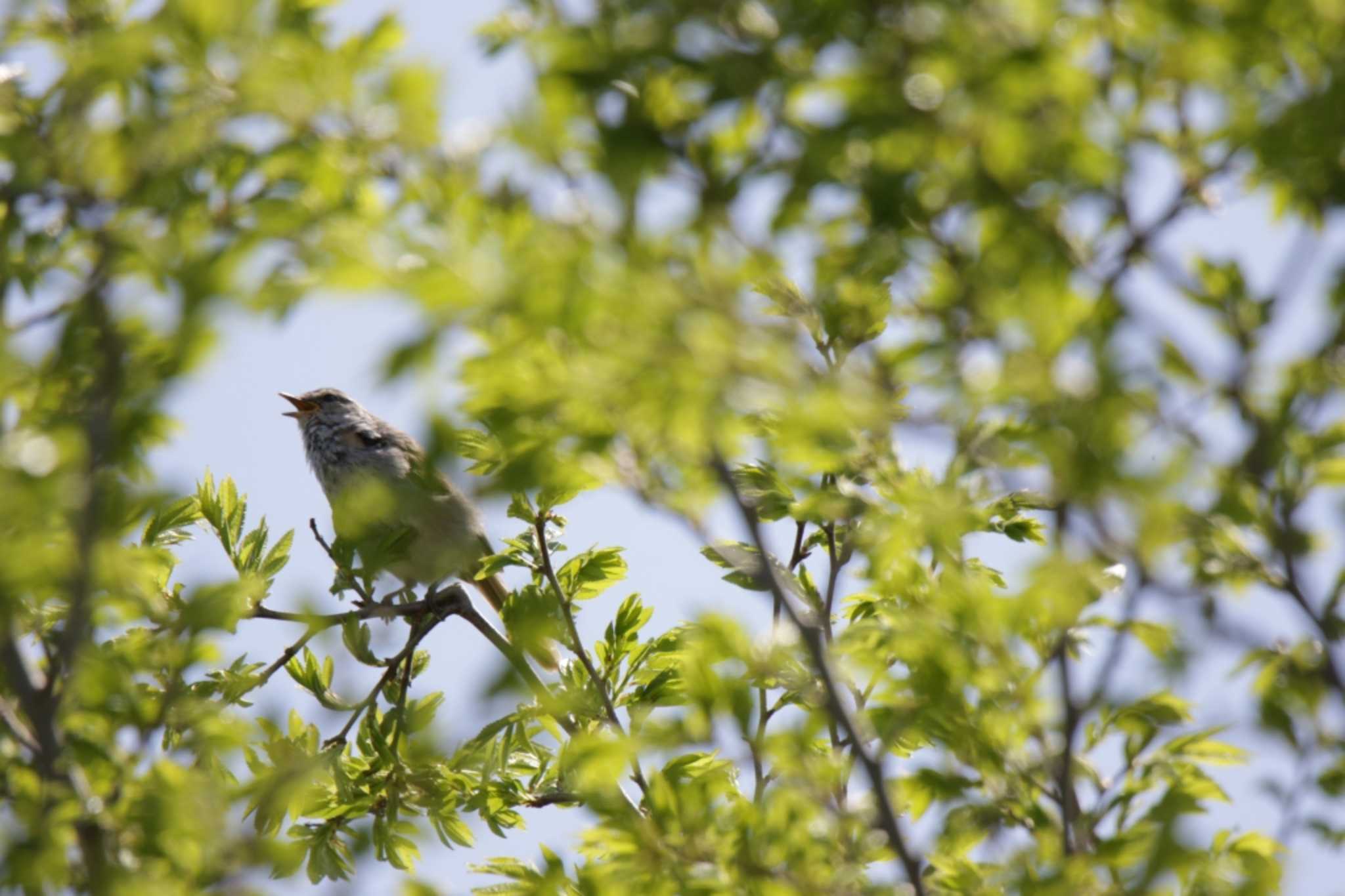 Japanese Bush Warbler