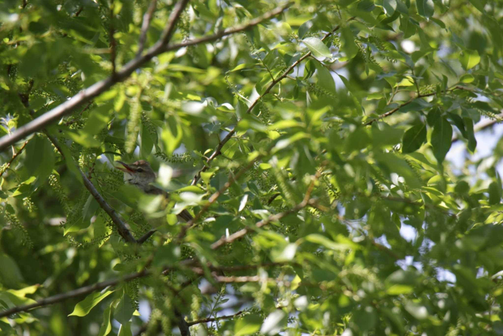 Photo of Oriental Reed Warbler at 津之江公園 by KAZUSAN