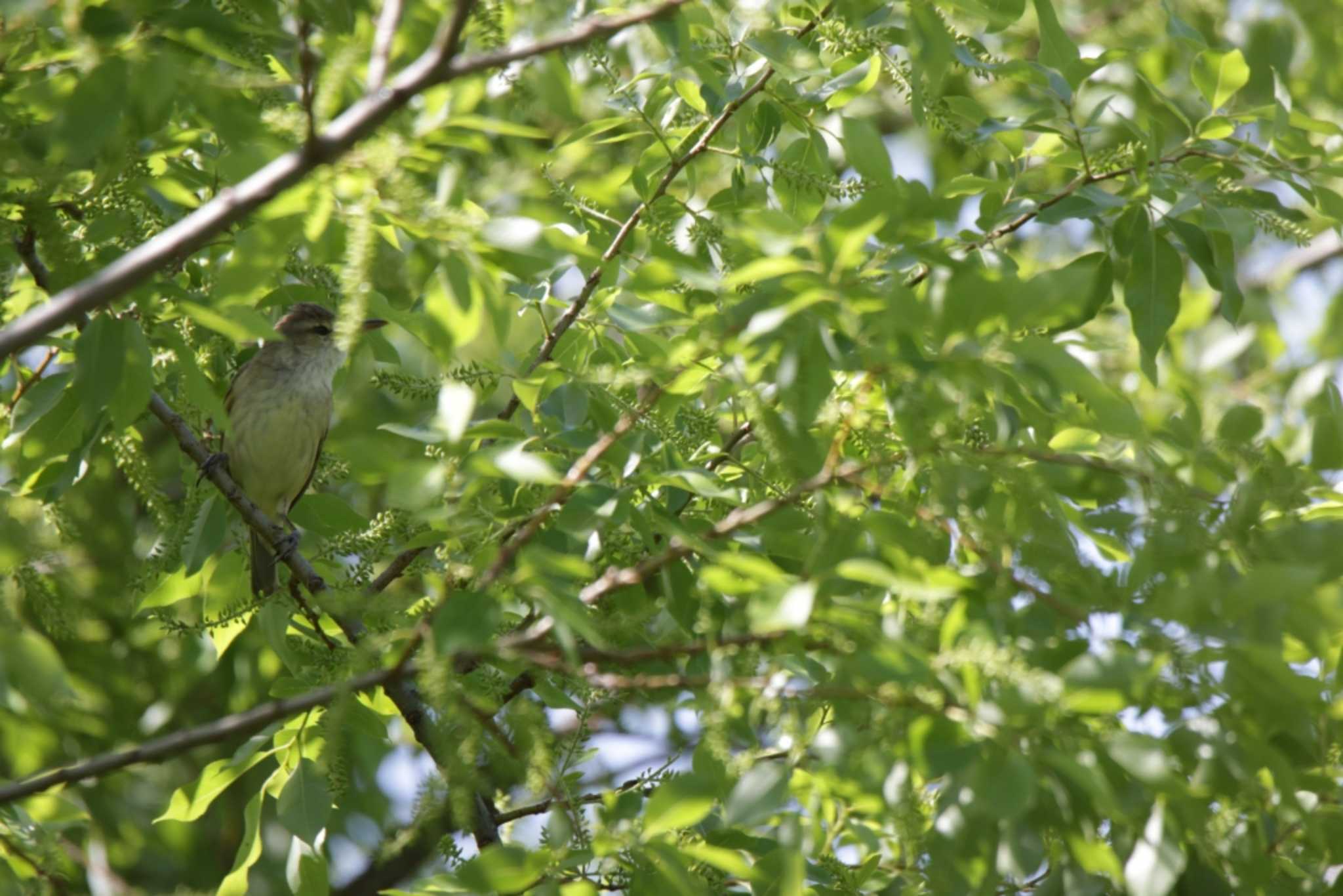 Oriental Reed Warbler