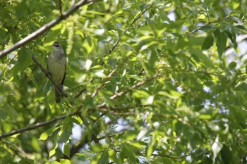 Oriental Reed Warbler 津之江公園 Wed, 5/3/2023