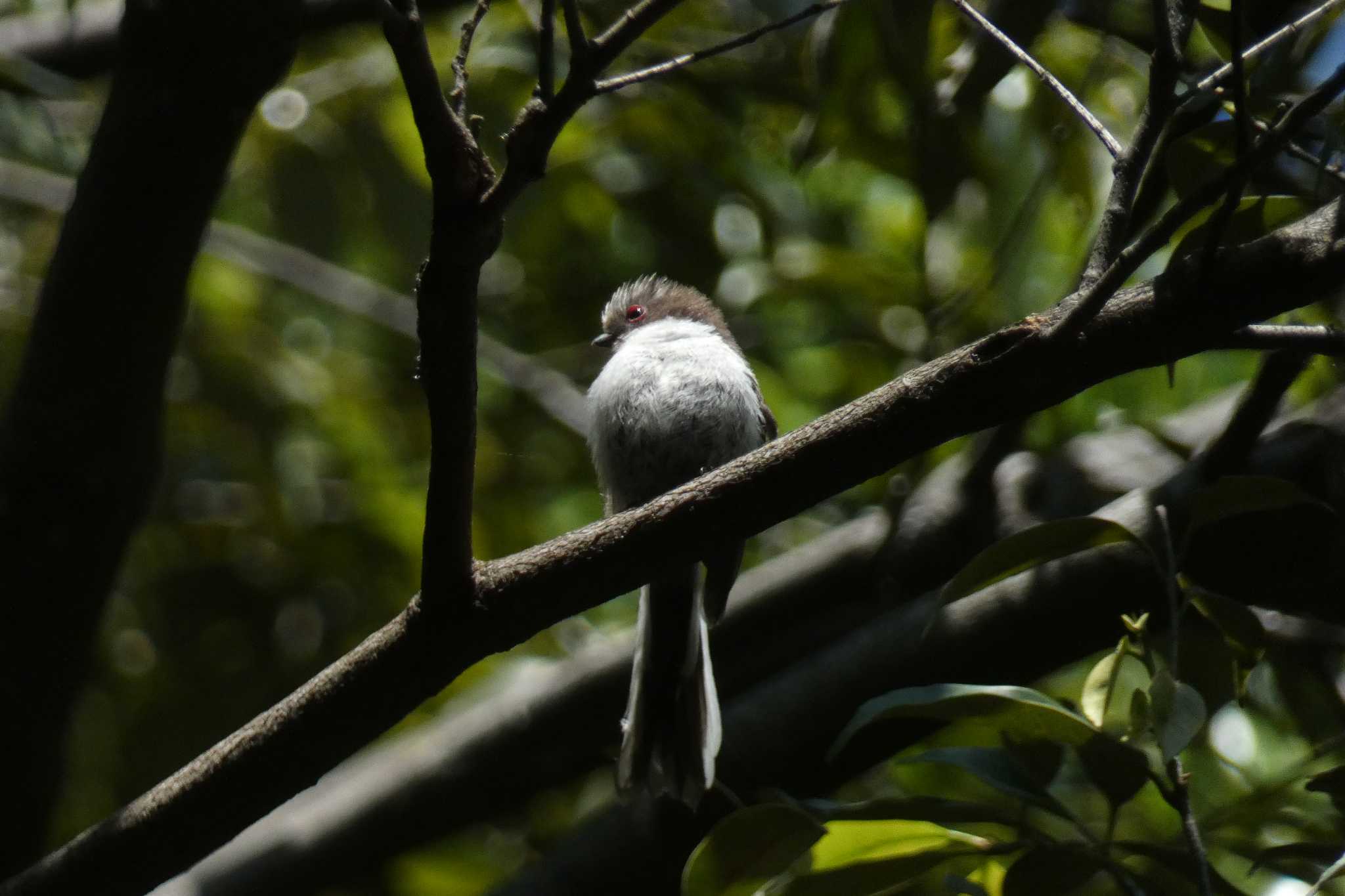 東京港野鳥公園 エナガの写真 by キビタキ好き