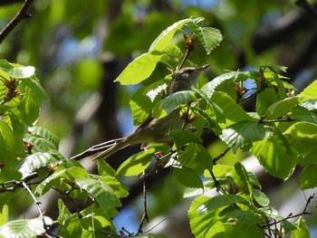 2023年5月3日(水) 旭山記念公園の野鳥観察記録