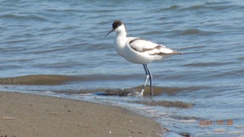 Pied Avocet Kasai Rinkai Park Wed, 10/26/2022